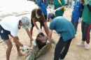 วันที่ 25 มิ.ย. 61 เวลาประมาณ 20.00 น. ศูนย์อนุรักษ์พันธุ์เต่าทะเล กองทัพเรือ ได้รับแจ้งจากกลุ่มเครือข่ายช่วยชีวิตสัตว์ทะเลหายาก ว่าพบซาก ‘เต่ากระ’ ลอยเสียชีวิตอยู่บริเวณหาดพยูน จ.ระยอง ทางศูนย์อนุรักษ์พันธุ์เต่าทะเล กองทัพเรือ จึงได้ทำการไปรับซากและทำการ