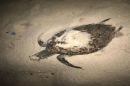 วันที่ 25 มิ.ย. 61 เวลาประมาณ 20.00 น. ศูนย์อนุรักษ์พันธุ์เต่าทะเล กองทัพเรือ ได้รับแจ้งจากกลุ่มเครือข่ายช่วยชีวิตสัตว์ทะเลหายาก ว่าพบซาก ‘เต่ากระ’ ลอยเสียชีวิตอยู่บริเวณหาดพยูน จ.ระยอง ทางศูนย์อนุรักษ์พันธุ์เต่าทะเล กองทัพเรือ จึงได้ทำการไปรับซากและทำการ